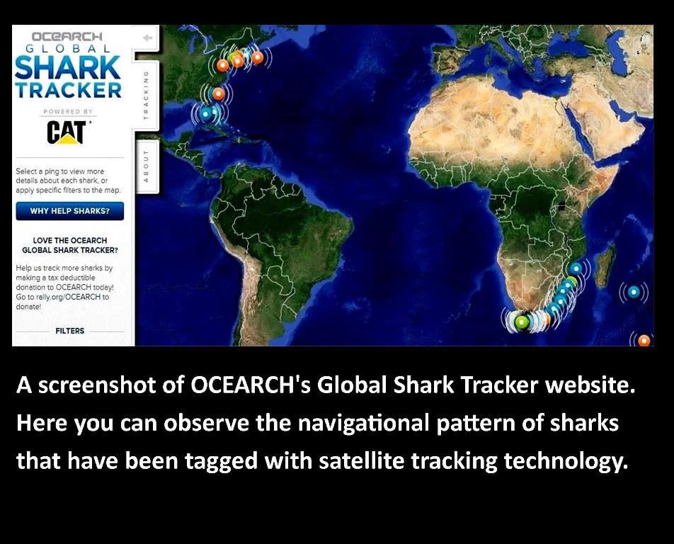 Great White Shark Tracking Atlantic Ocean Map 