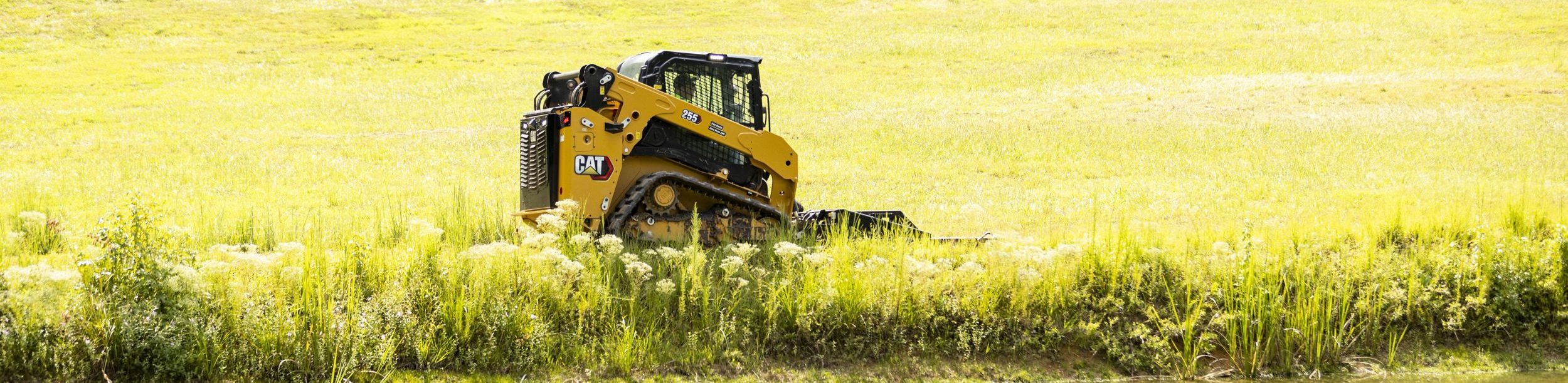 cat-255-e1710939835128